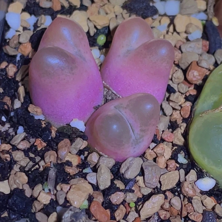 58869999989588588888