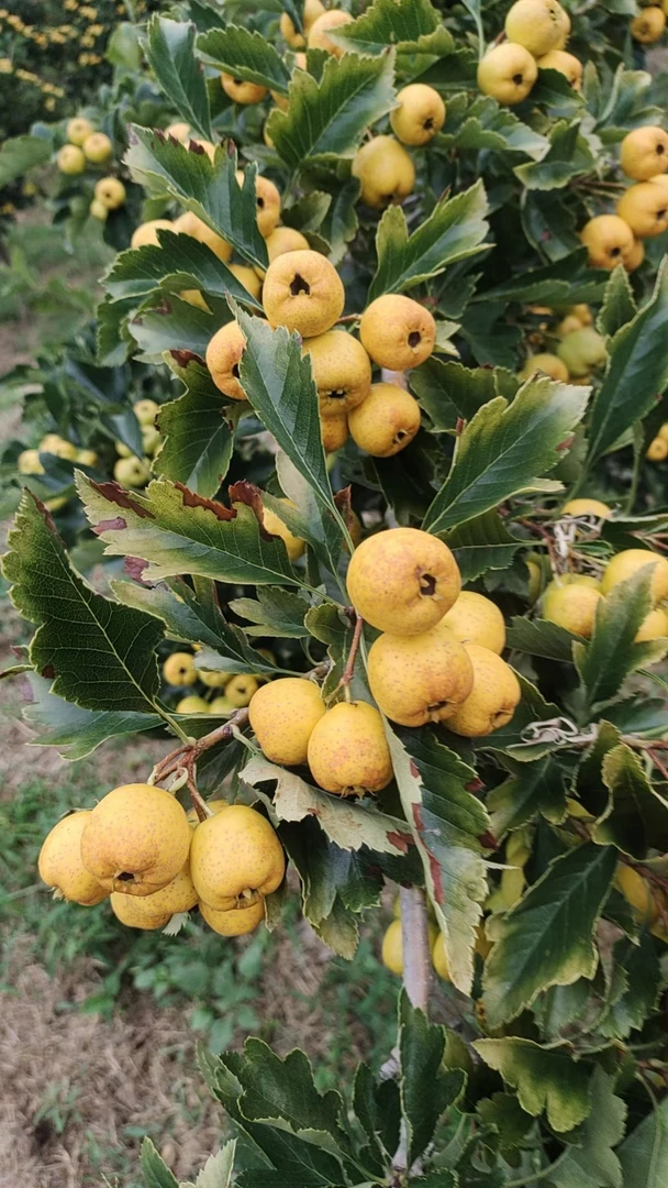 山东黄山楂，口感香蕉味，甘甜软糯