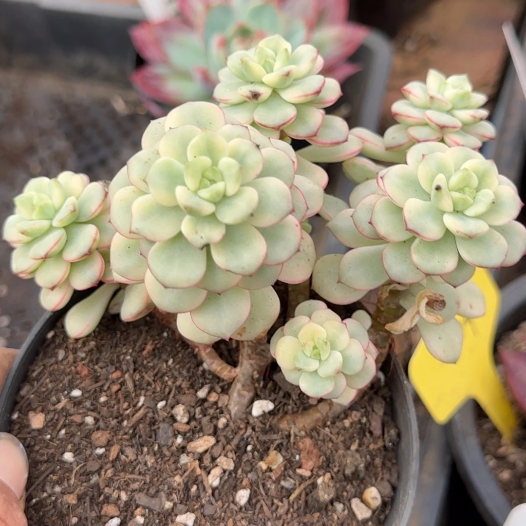 探戈锦惊鸿一物一拍包装收缩花旱