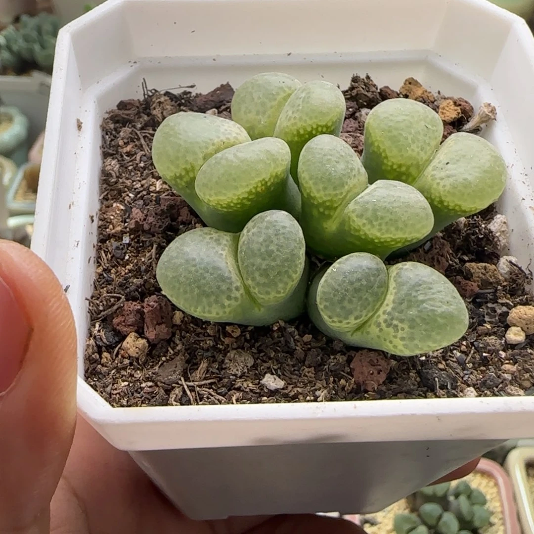 奇***玩4693--一物一拍 带盆