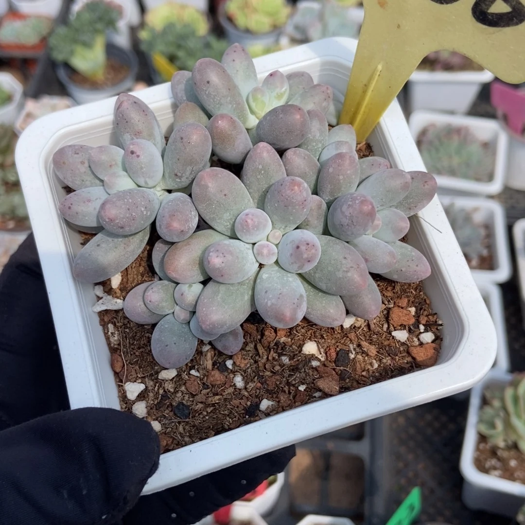 2060汤圆多肉植物