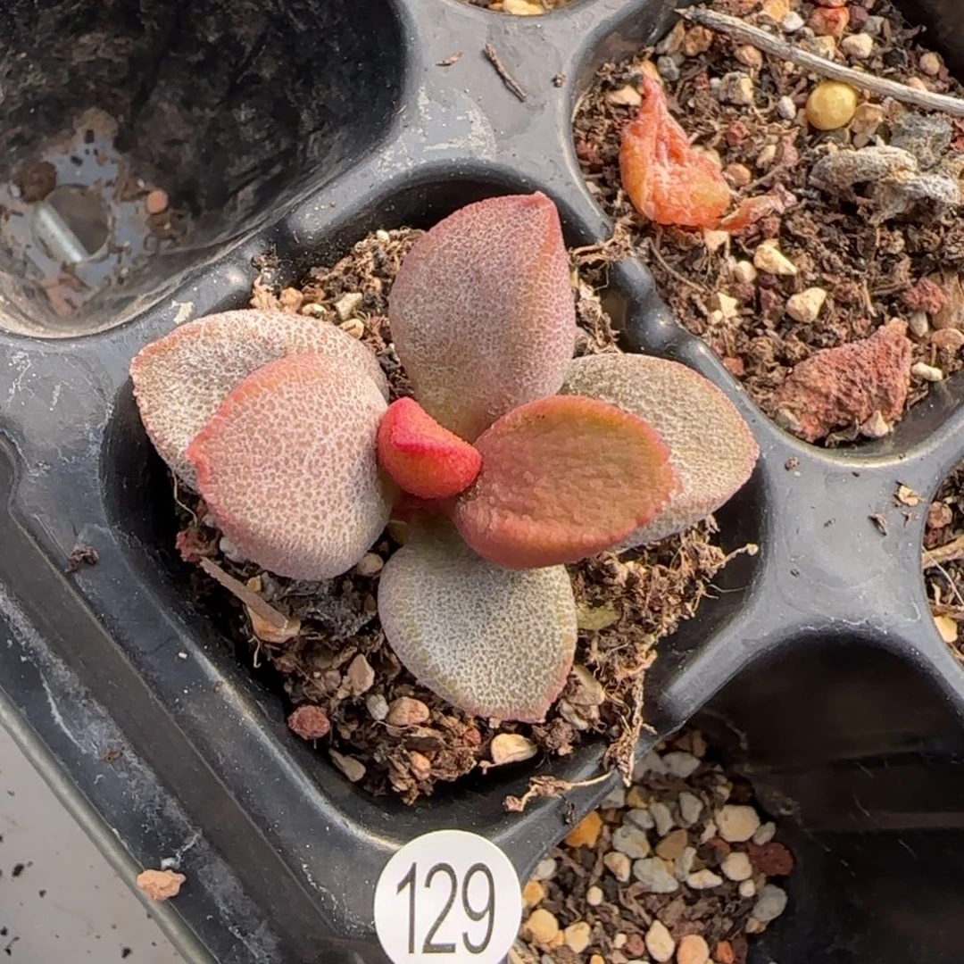 甜心宝贝水泡多肉129