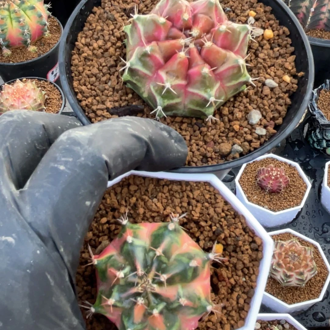 点*妈专拍哈哈哈哈哈哈