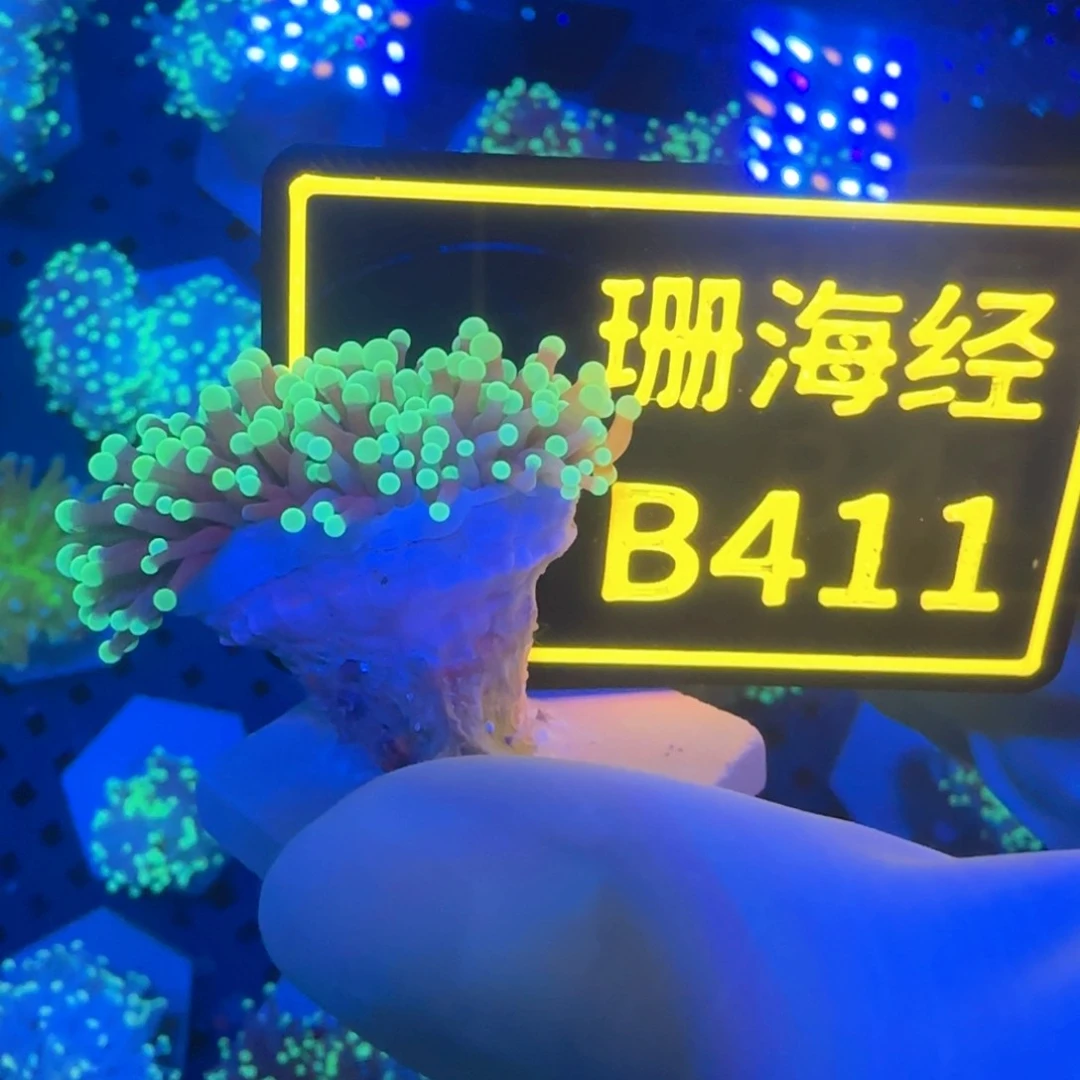 纽扣珊瑚路*又又不包邮脱藻肉短黑火B411