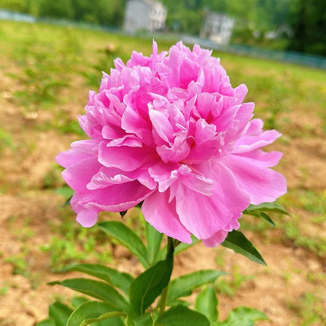 重瓣芍药水养插花蓝富士5支基地直发