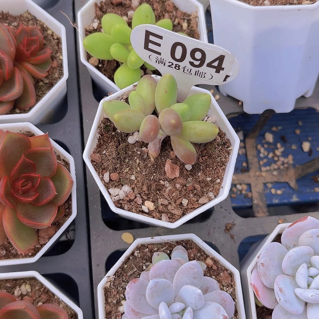 E094芒果奶一物一拍