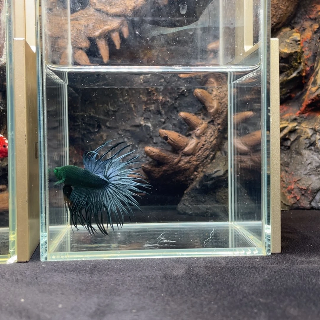 斗鱼十一月二十八日竞价