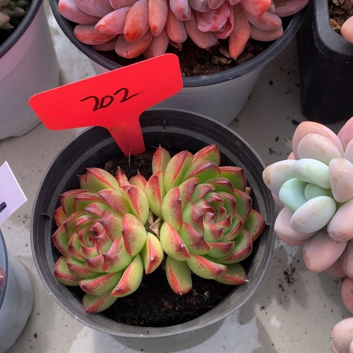 多日子机器727272727