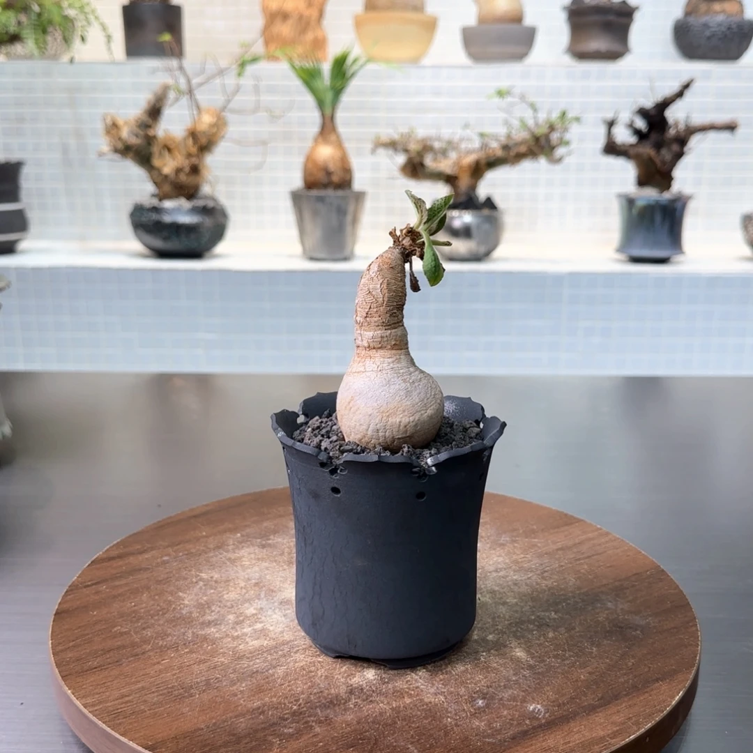 樱花大戟一物一拍