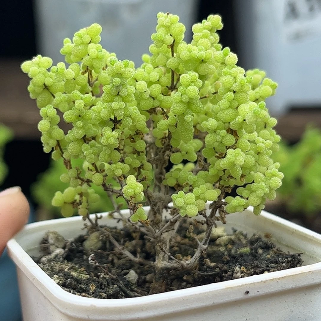 20小小米优选枝干番杏