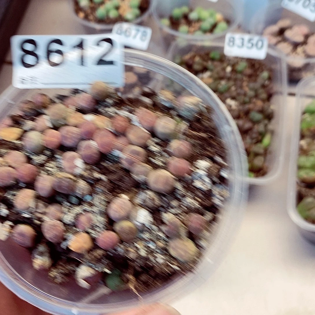 8612粉好看橄榄蓝都