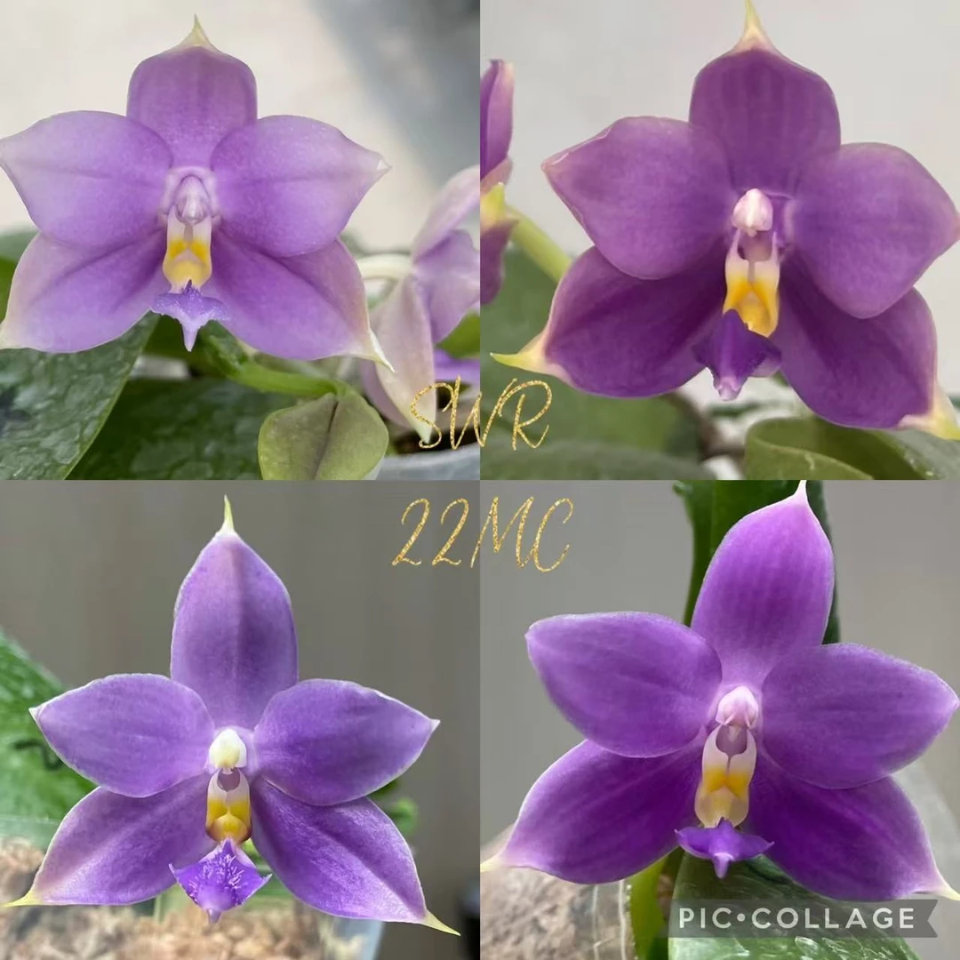 花农杰哥原生种珍奇类蝴蝶兰SWR22MC  GV宝贝