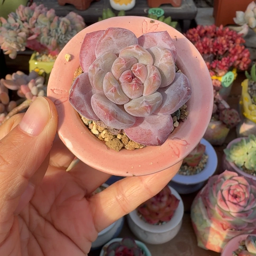 石榴籽星影 多肉含盆土 一物一拍