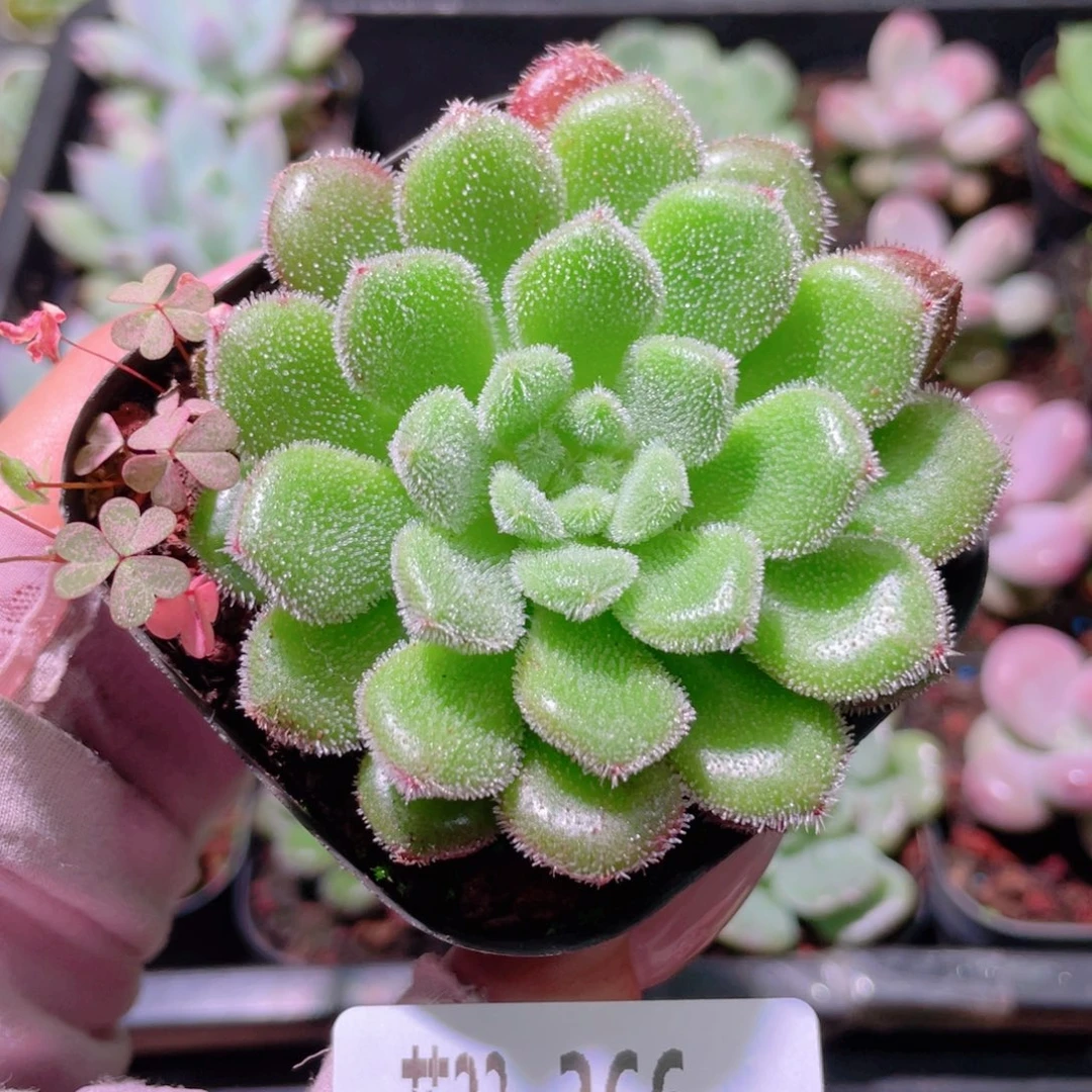 花利美23-366卡罗尔