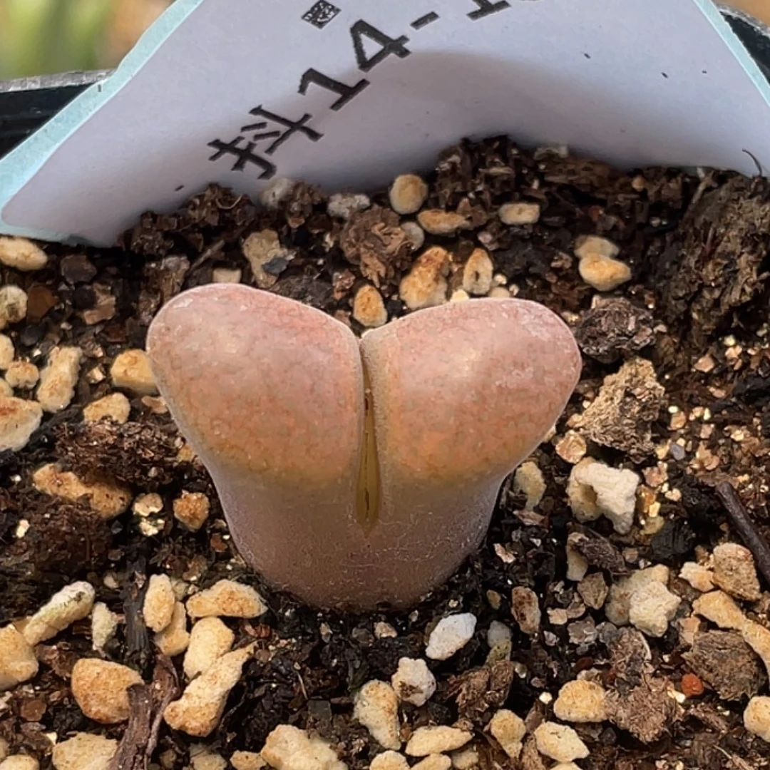 14-15风铃多肉植物