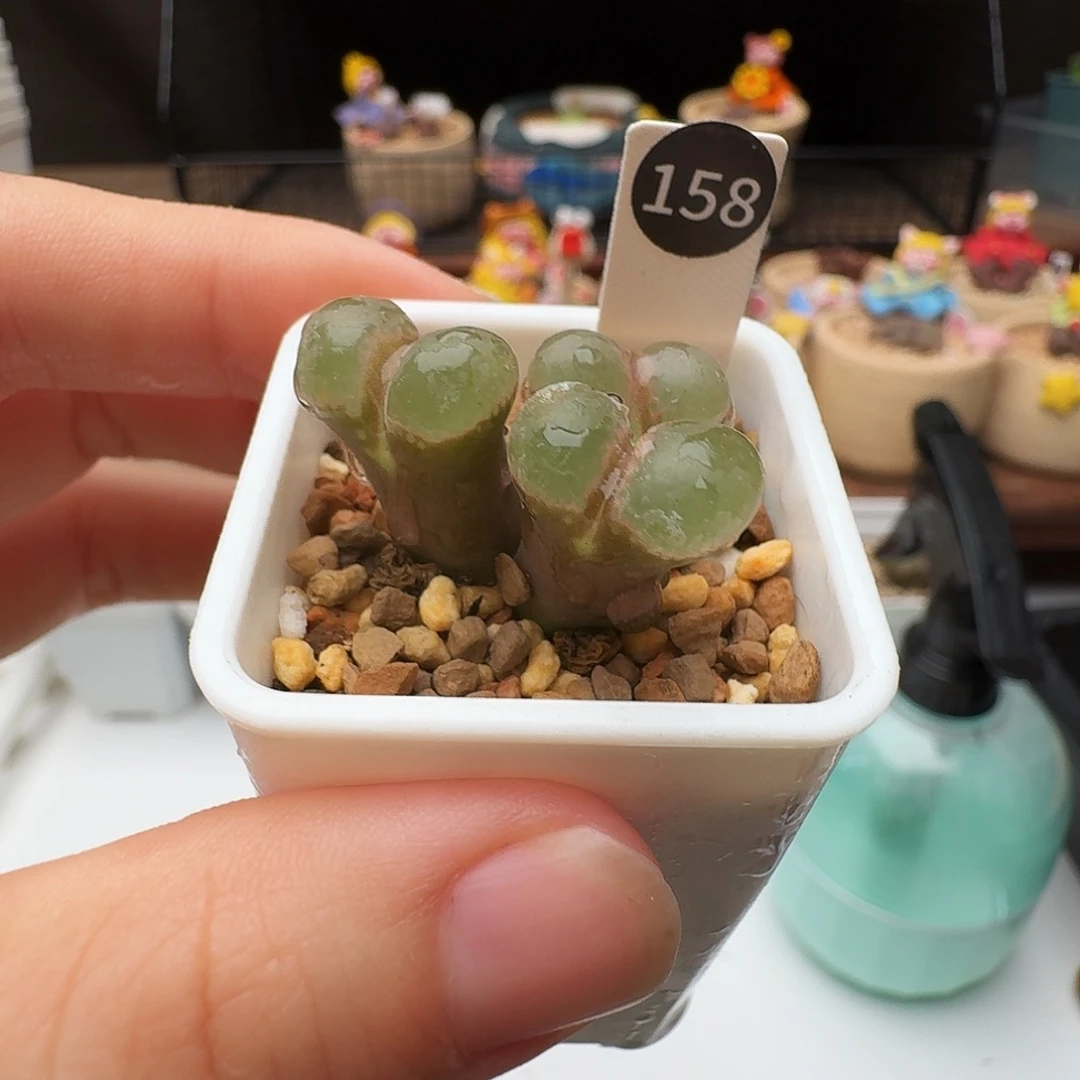 多肉植物福利风铃158