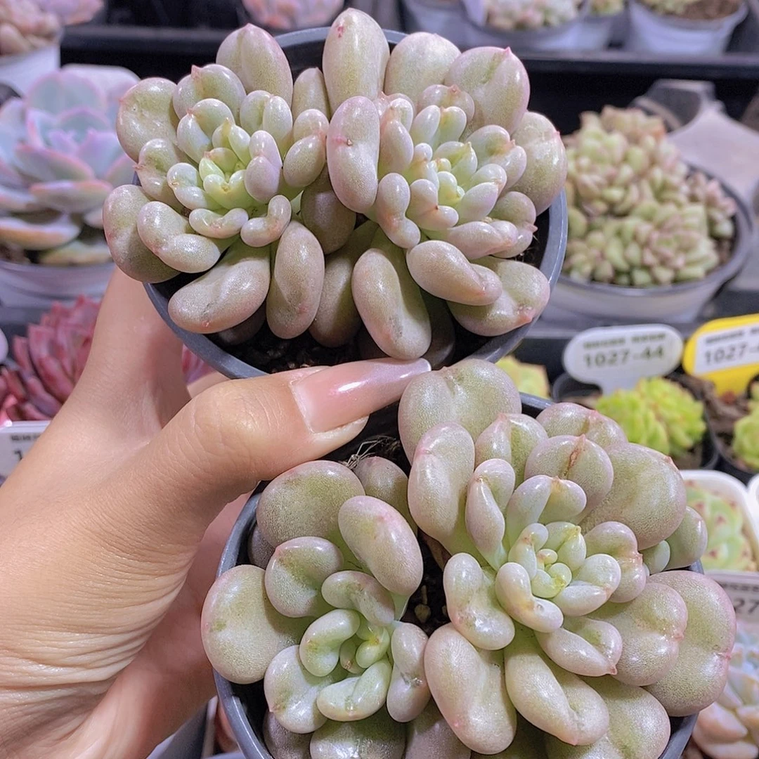 双头比尔盖茨福利一颗量拍