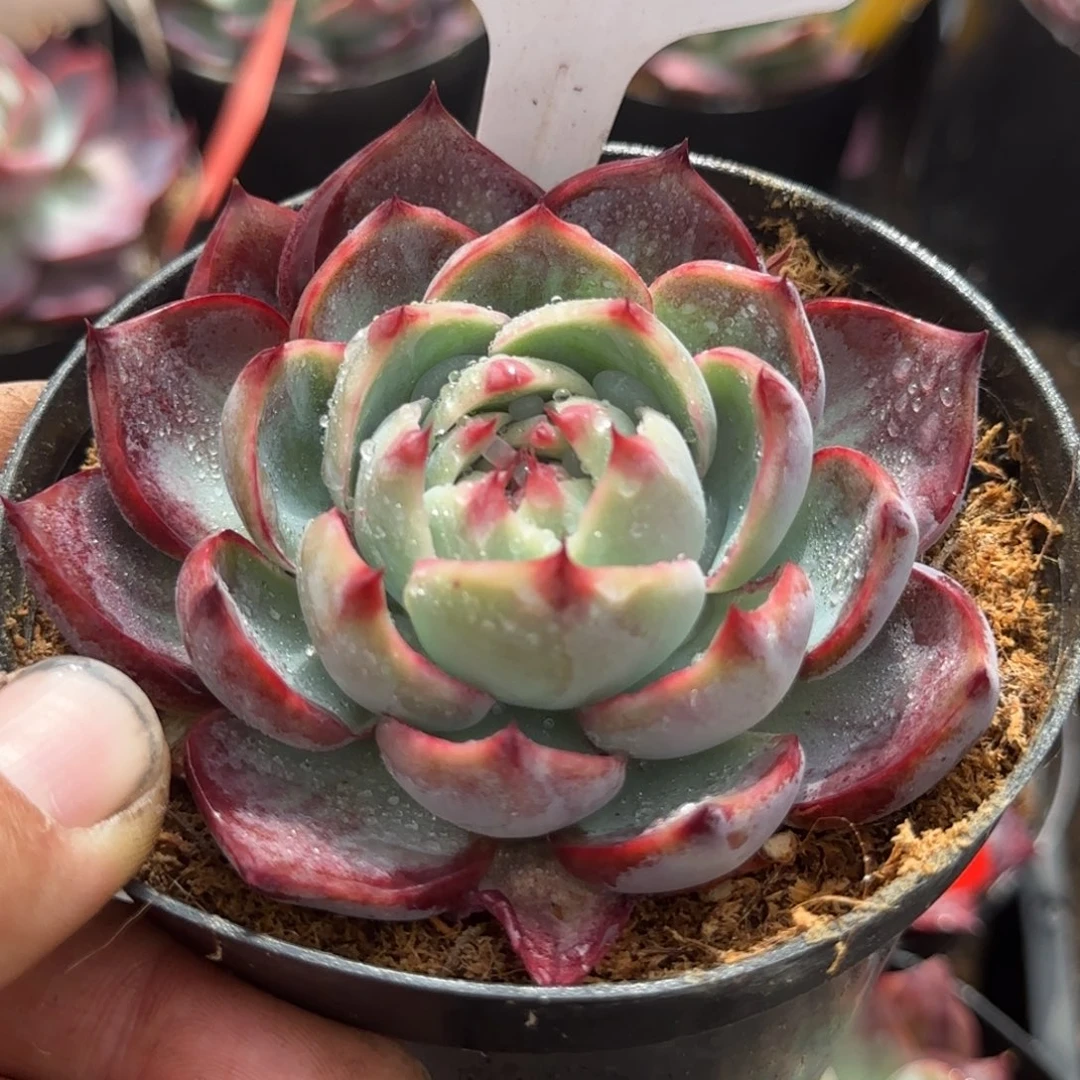 惊鸿一物一拍包装收缩花旱437