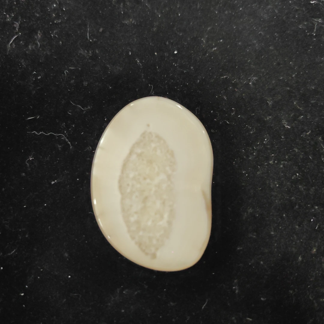 猛犸猛犸虬饼子WW103