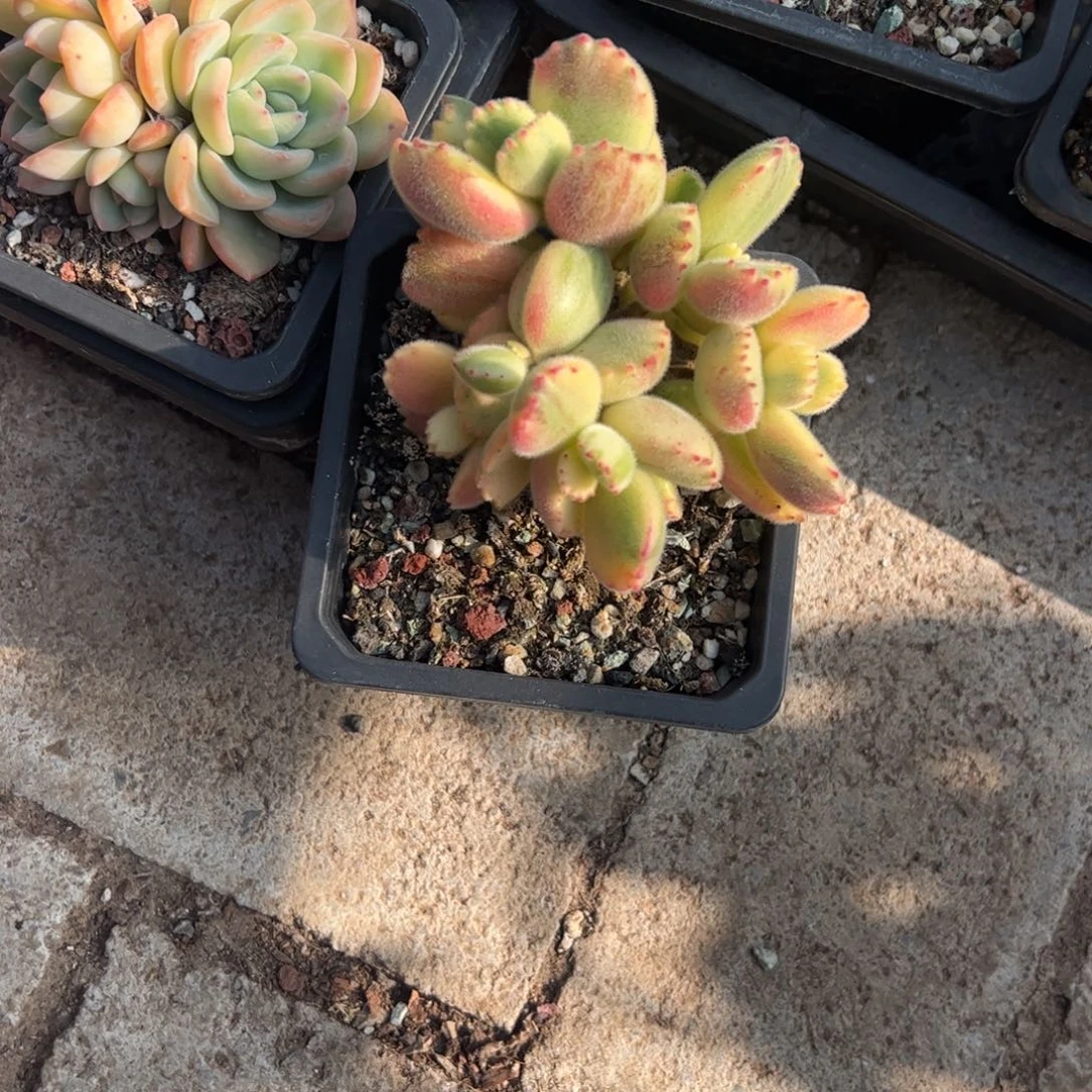 多人则多肉植物百科