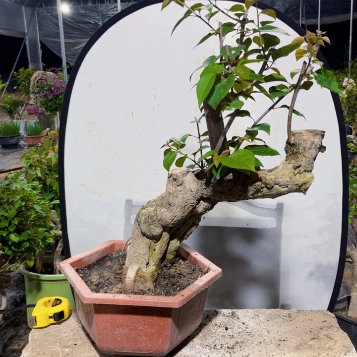 当前无花栽培后可以开花