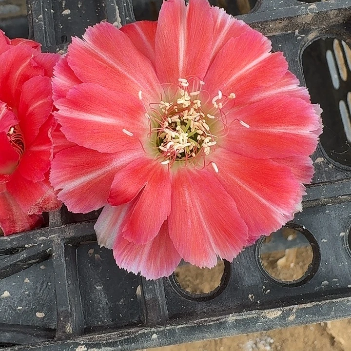 百折裙侧芽3公分丽花