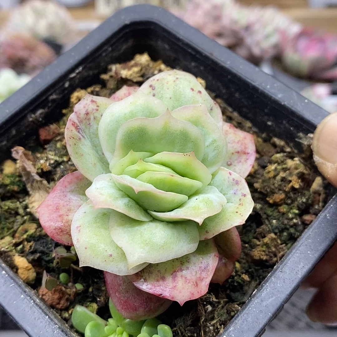 2562 冰玫瑰锦多肉