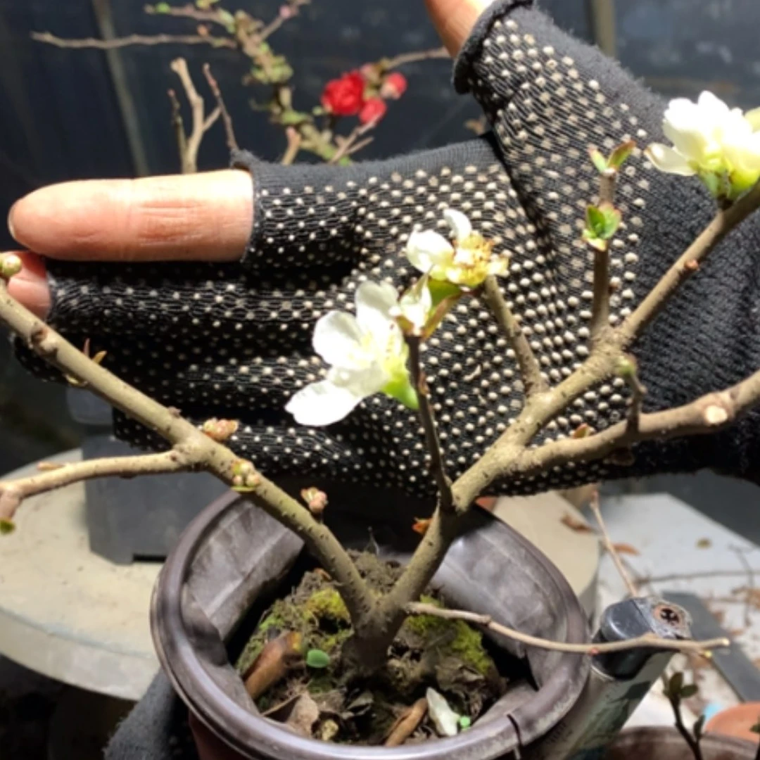 【闪购商品】是*原生白花