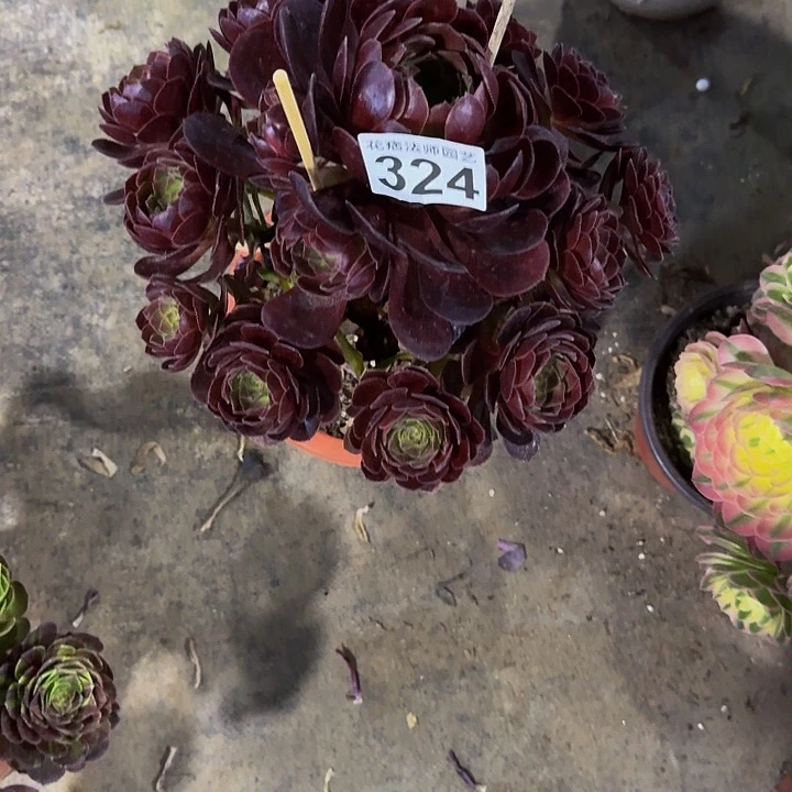 炽焰莲32400000000