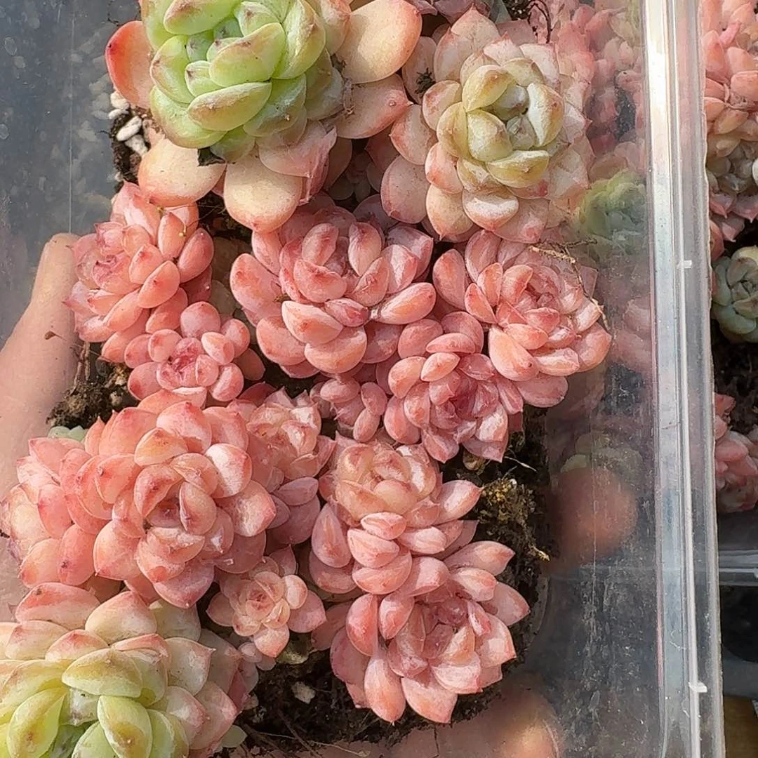 杂交新品珍妮多肉737量拍一份