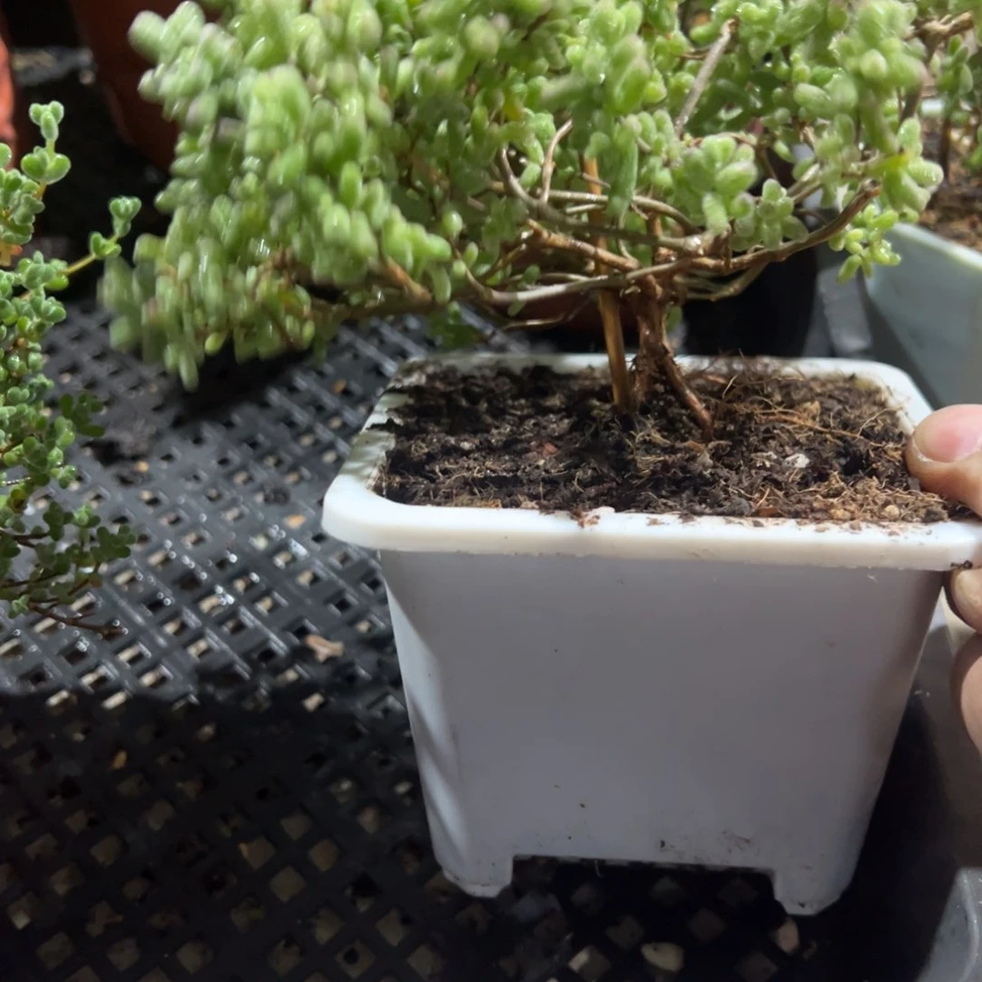 0009糖球白虎斑锦老桩