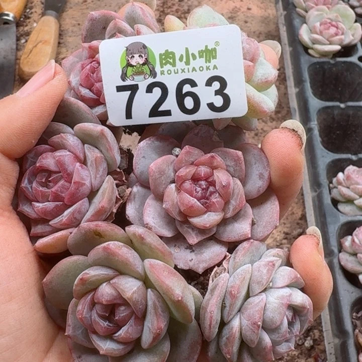 多肉植物多肉植物