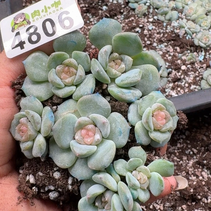 多肉植物多肉植物