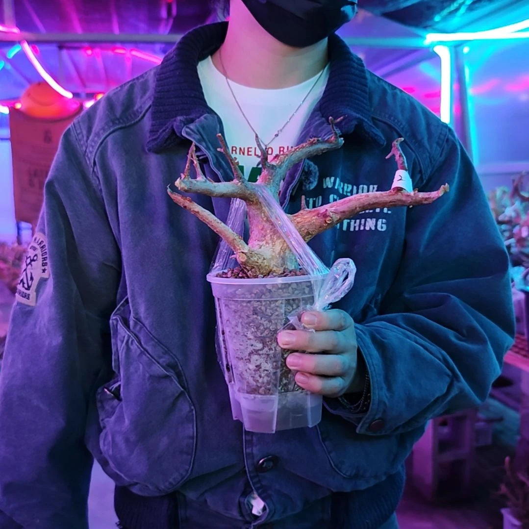 32威迪橄榄一物一拍