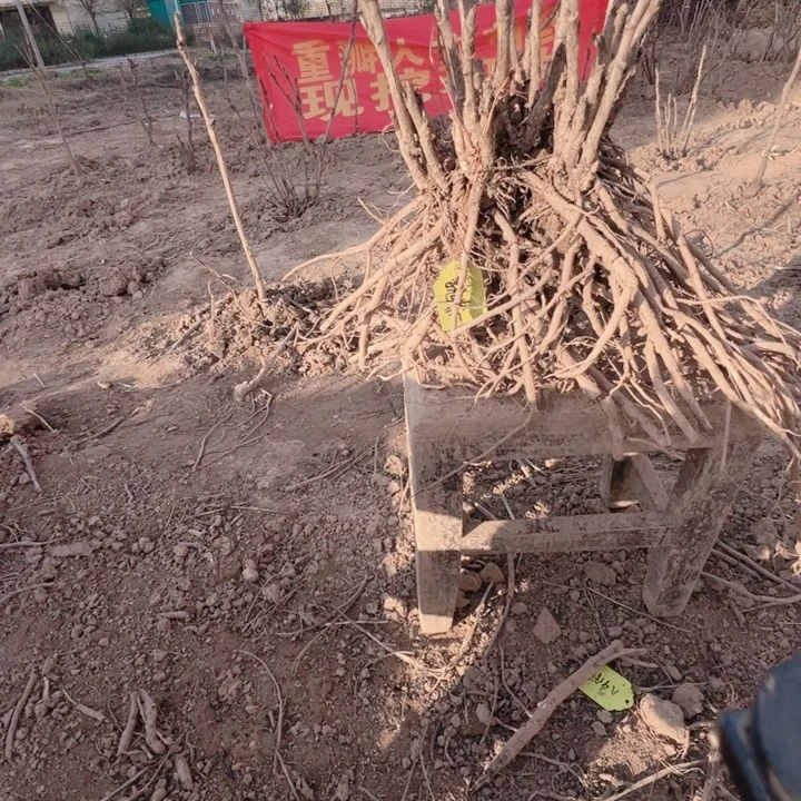 当前无花栽培后可以开花魏紫