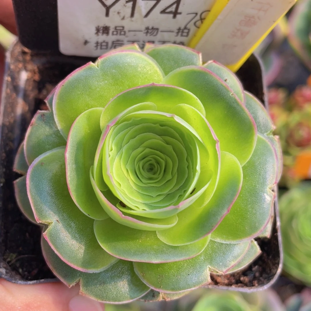 仟得荔卡174一物一拍