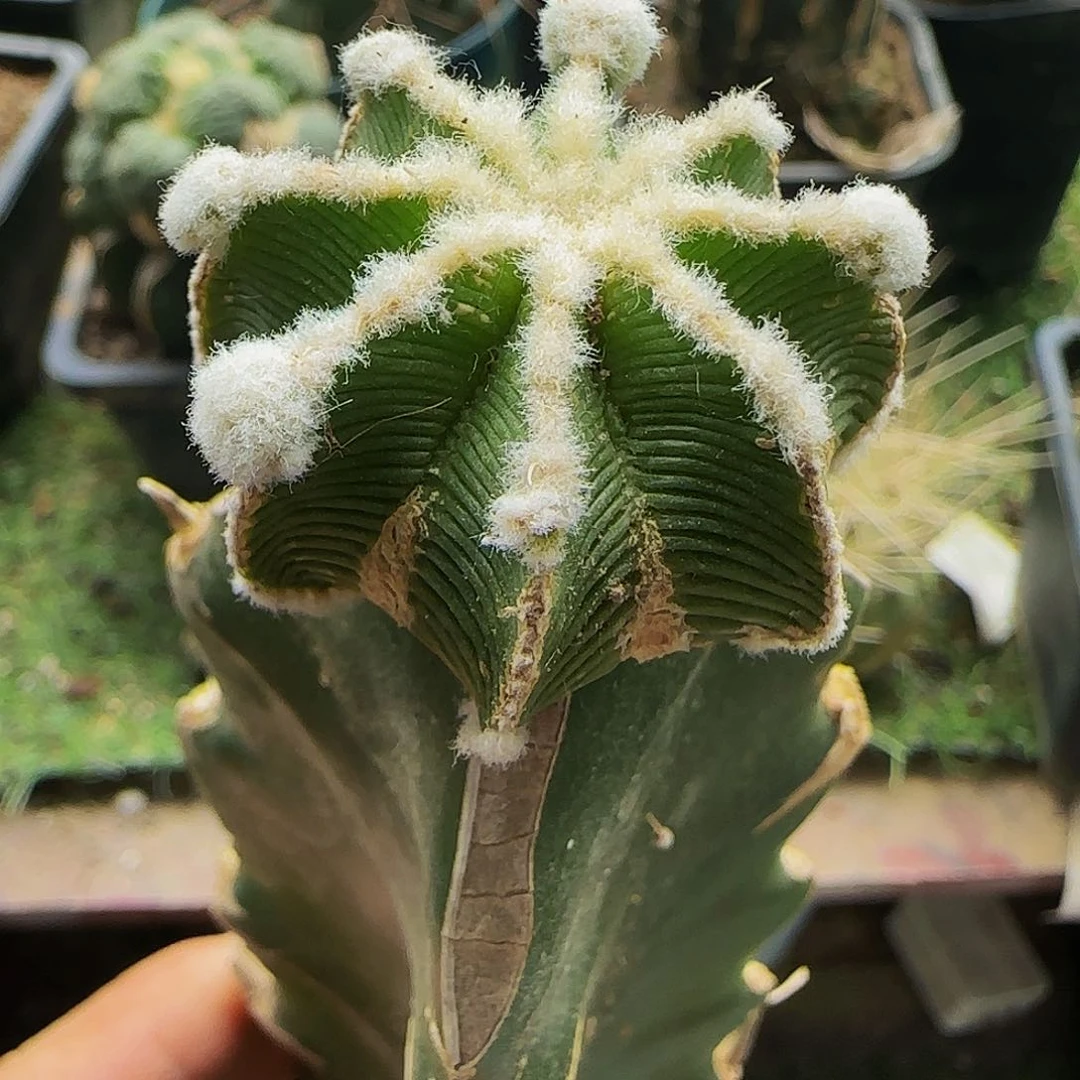 辛顿花龙015福利