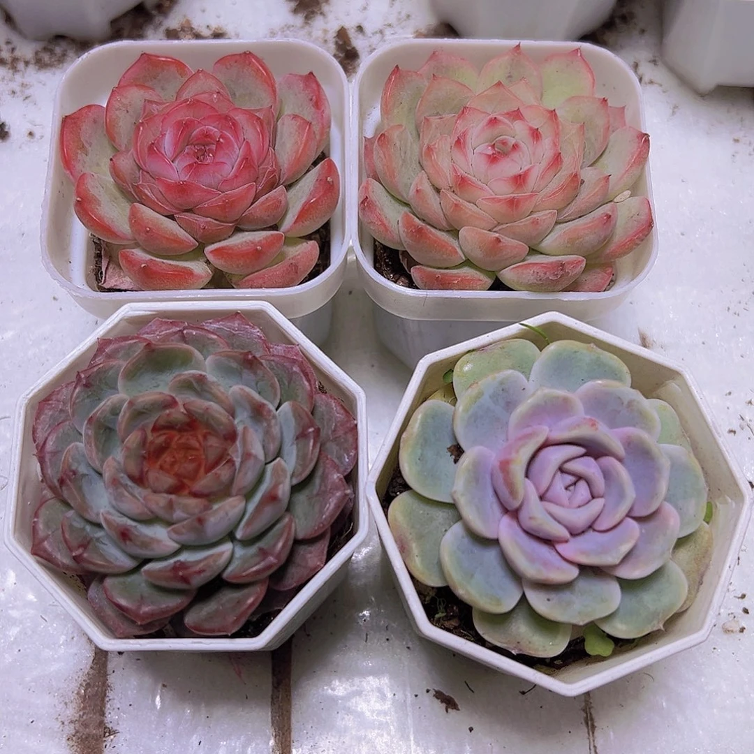 汉堡组合4盆19包邮