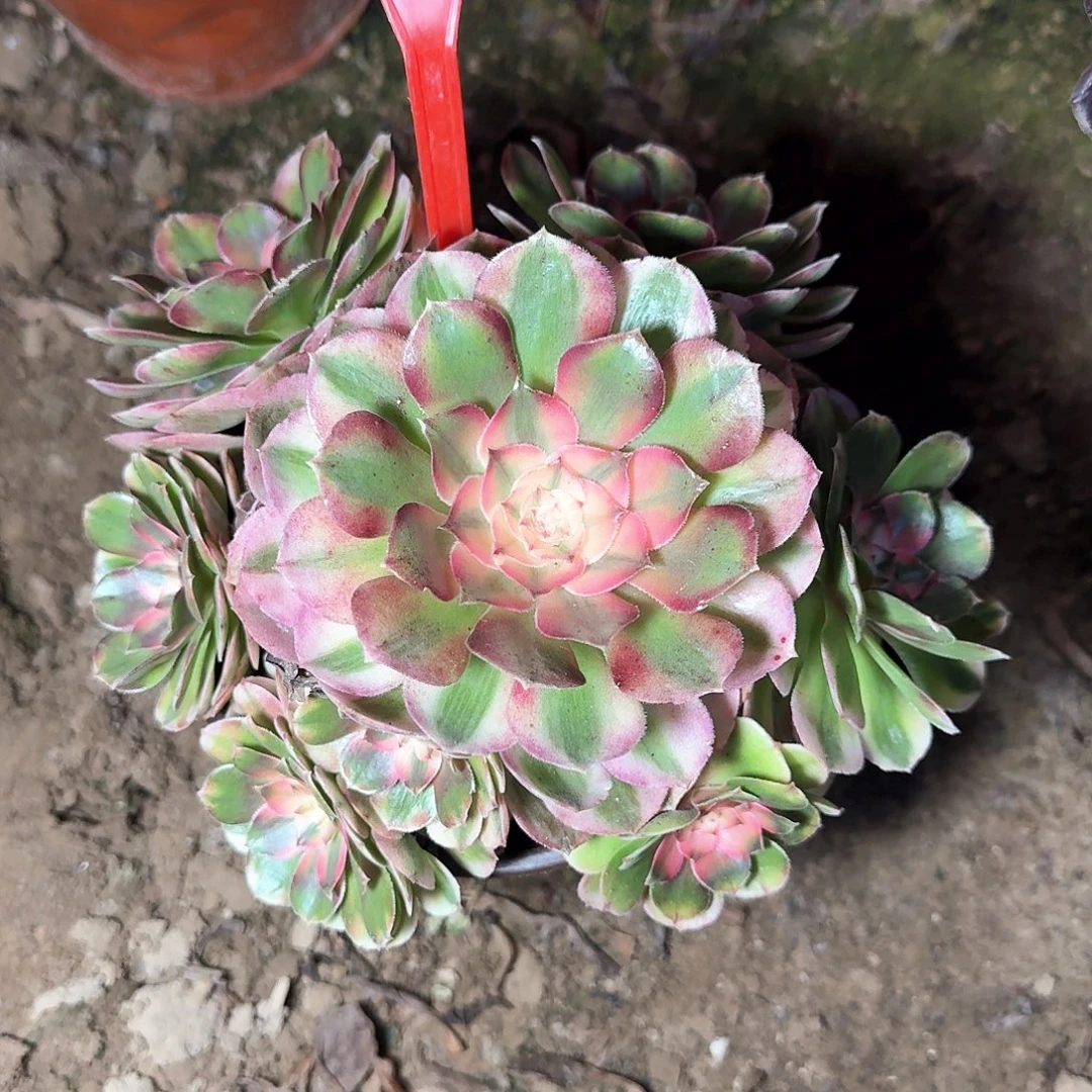 4193荔枝多肉法师铭文