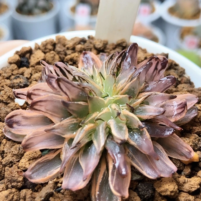 【闪购商品】西瓜辍砂糖103