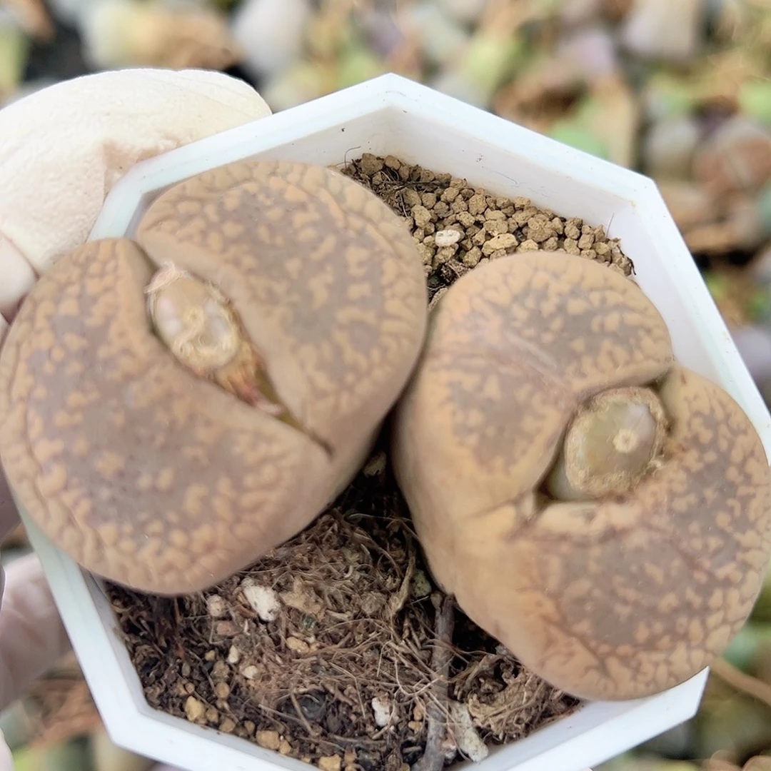 5000 好养易活生石花大母本