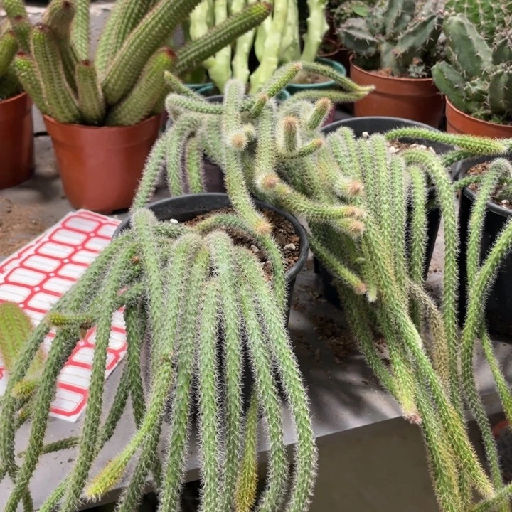 鼠尾群生一杯29.9超大