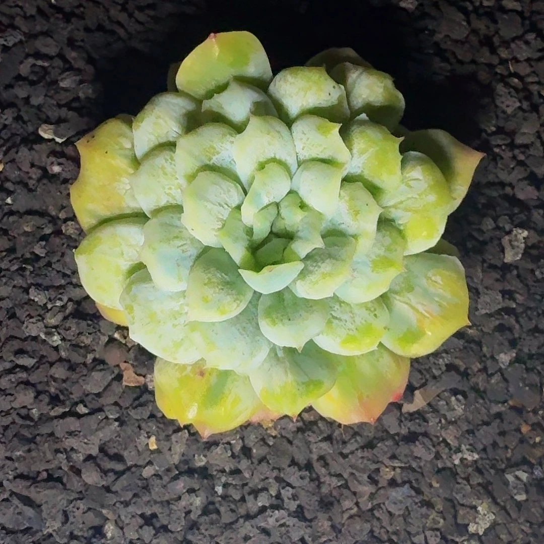 泡泡纱裙 一物一拍