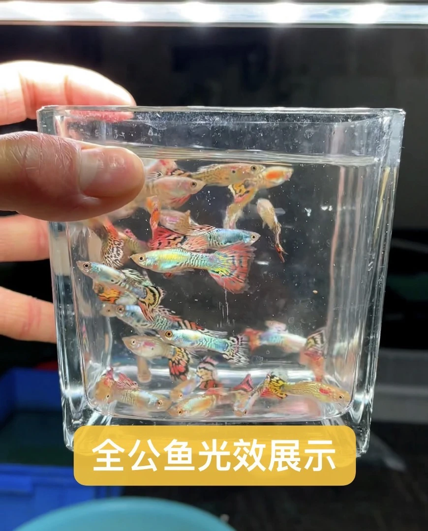 【新品彩龙孔雀】孔雀混搭大全观赏鱼活体热带小型淡水冷水好养耐活
