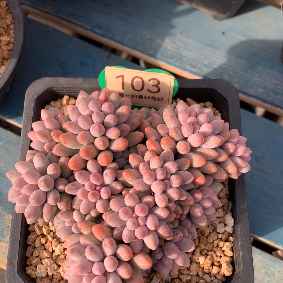 婴儿手指无砍平头103