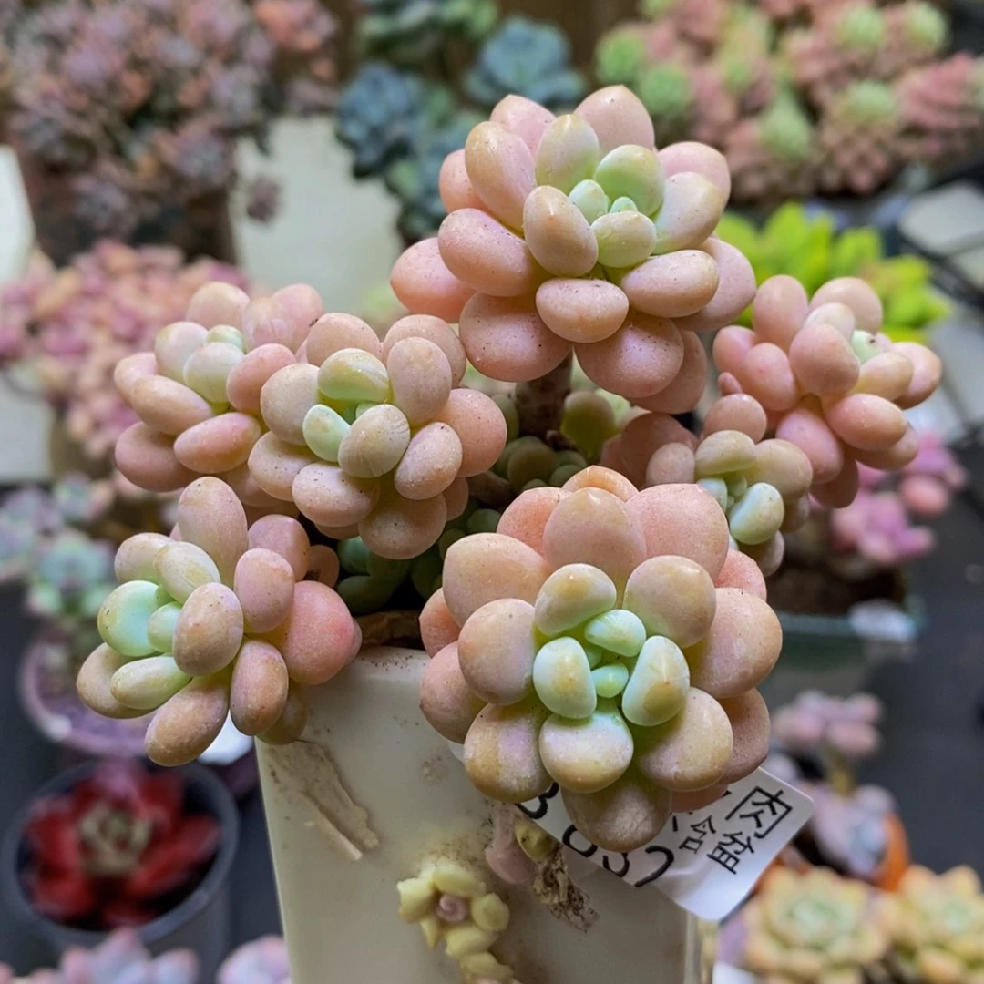 832洛可可8cm多肉