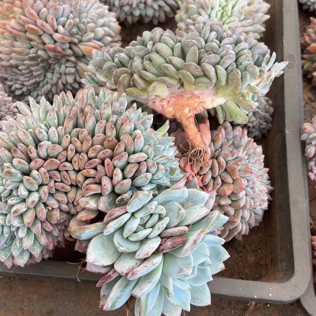 巫***七原谅我哦咯哦哦哦哟