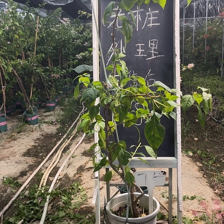 无花朵三角梅三角梅75