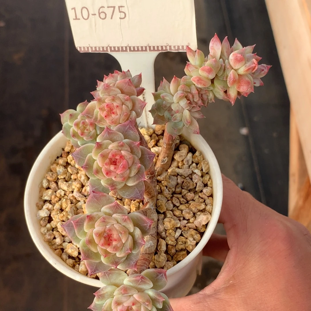 冰魄优选老桩朵朵缀福利