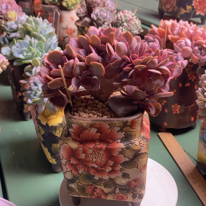 紫丁香朵朵无砍老桩